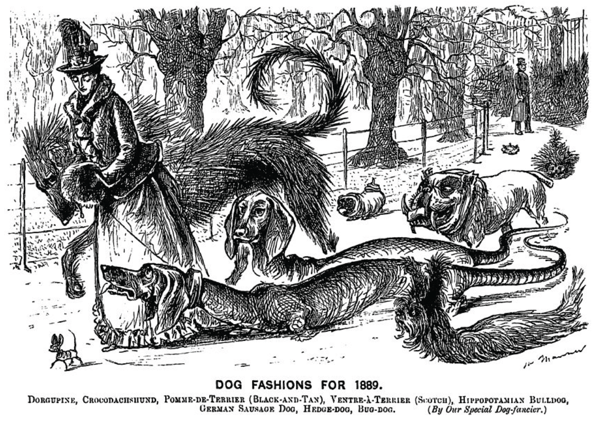 Koirien ääripiirteisiin otettiin kantaa jo 1800-luvulla. Kuva: George Du Maurier, "Dog Fashions for 1889." Punch, 25 Jan. 1889.