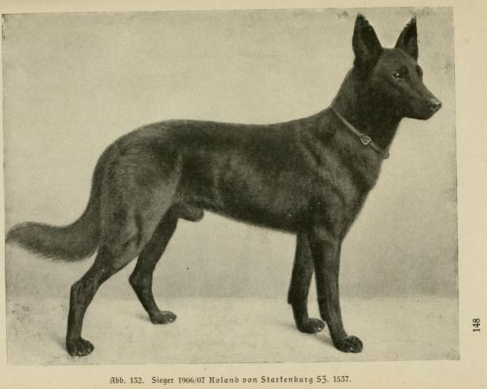 Vuonna 1903 syntynyt saksanpaimenkoirauros Roland von Starkenburg.