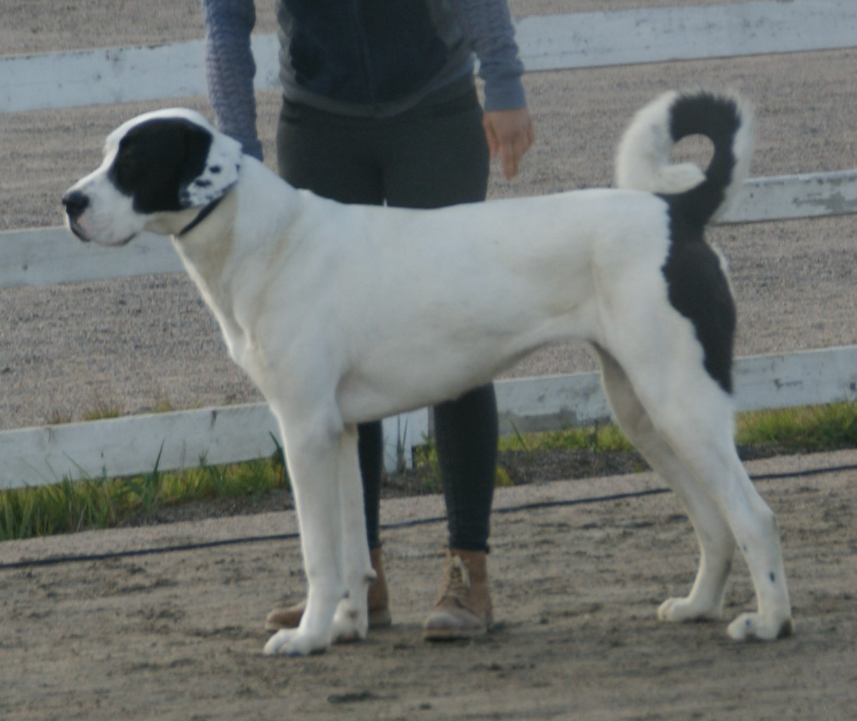 Suora takajalka (kuva: Canarian, Wikimedia Commons).